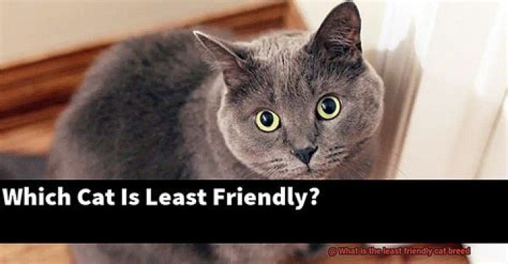 What is the least friendly cat breed?