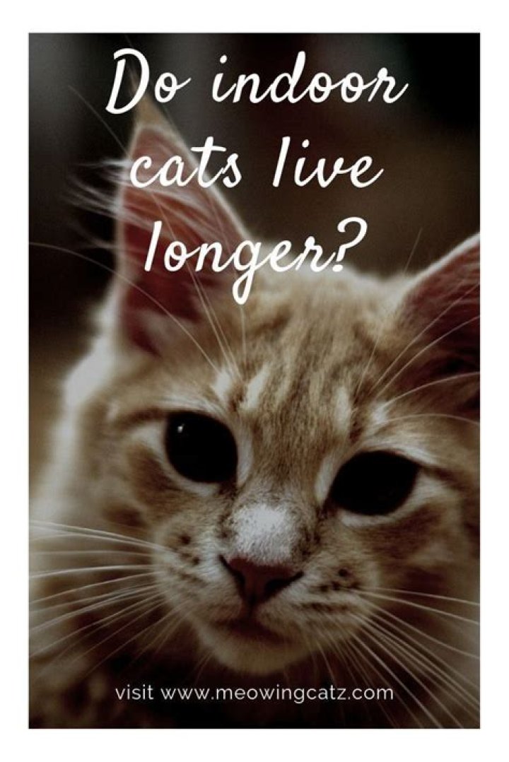 What is the life expectancy of an indoor cat?