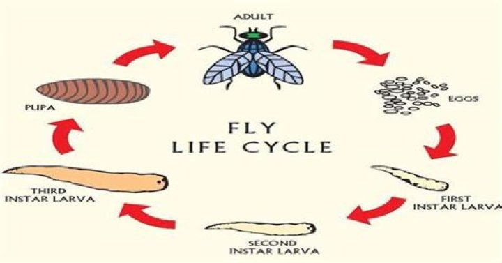 What is the lifespan of a ladybug?