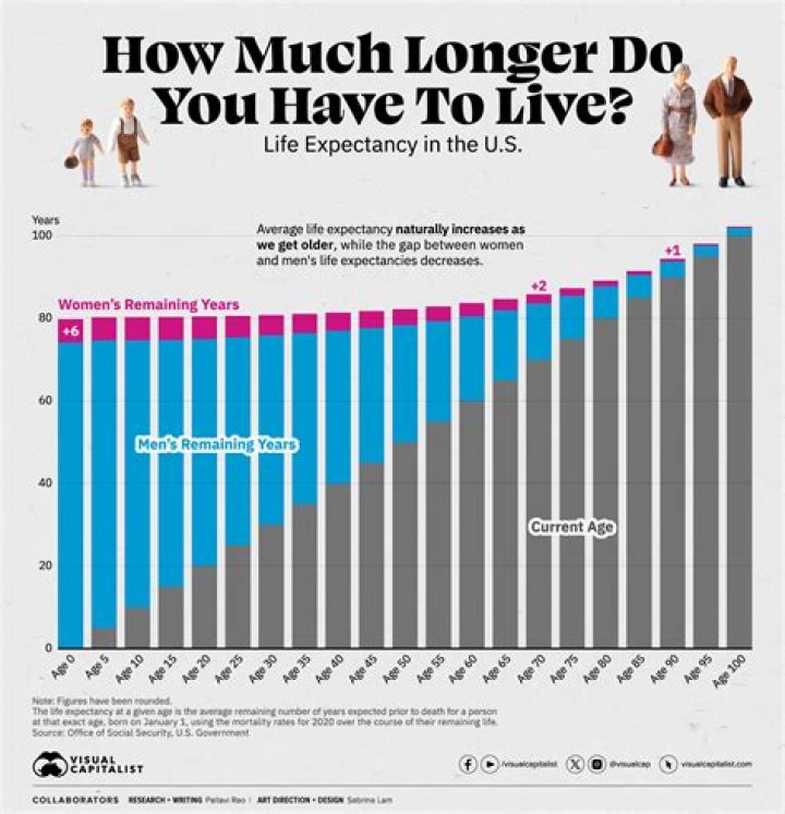 What is the lifespan of a wasp?