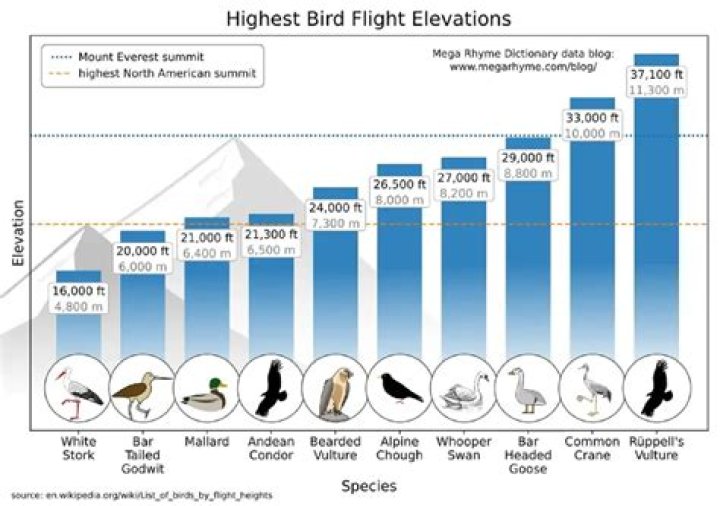 What is the maximum height a flight can fly?