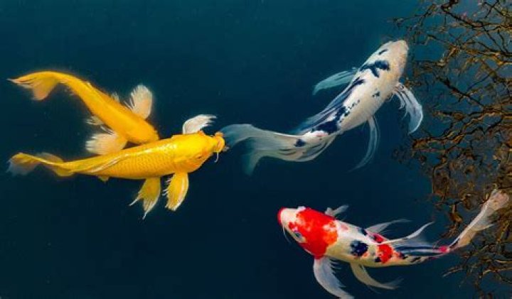 What is the meaning of 2 koi fish?