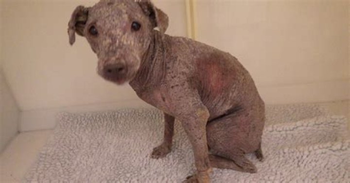 What is the most abused pet?