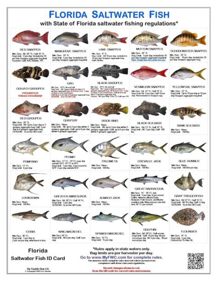 What is the most common fish in Florida?