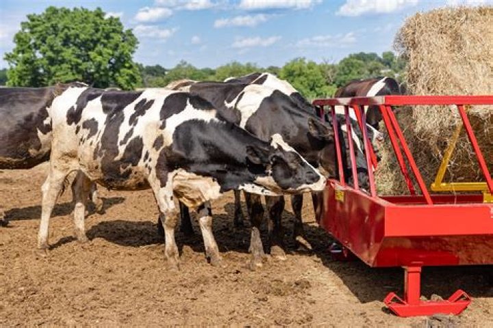 What is the most efficient way to feed cows hay?