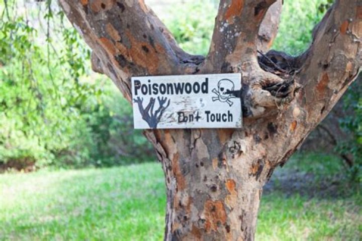 What is the most toxic tree in Florida?