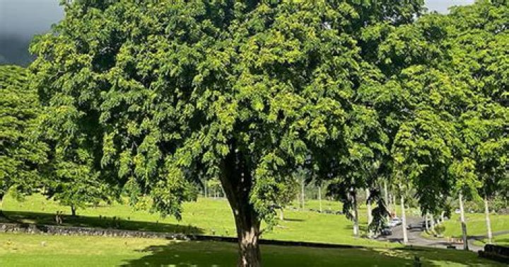 What is the national tree of the Philippines?