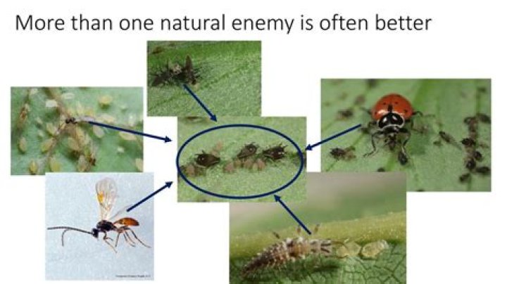 What is the natural enemy of the mosquito?