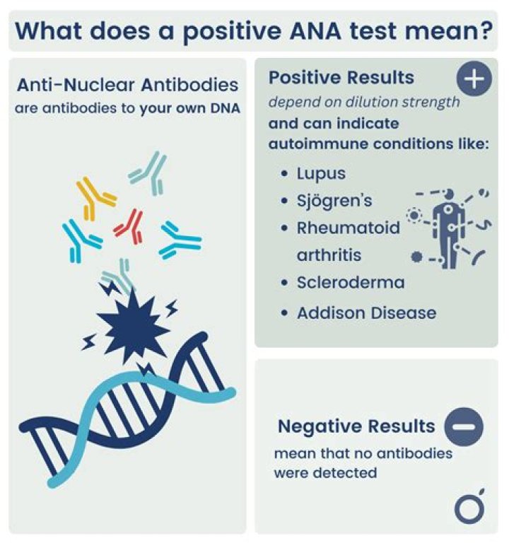 What is the next step after a positive ANA test?