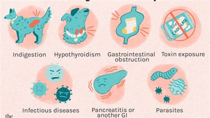 What is the phobia of throwing up?