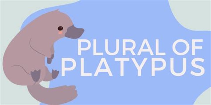 What is the plural of platypus?