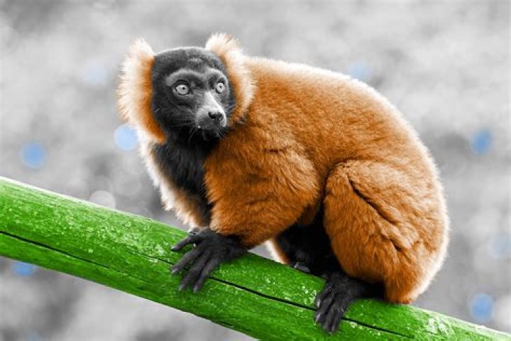What is the softest animal in the world?