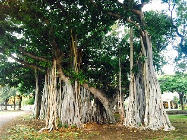 What is the special about banyan tree?