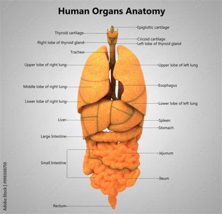 What is the toughest organ in the body?