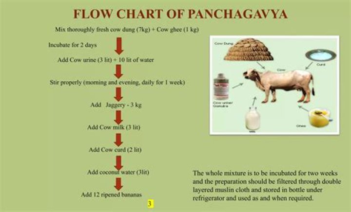 What is the use of Panchagavya?
