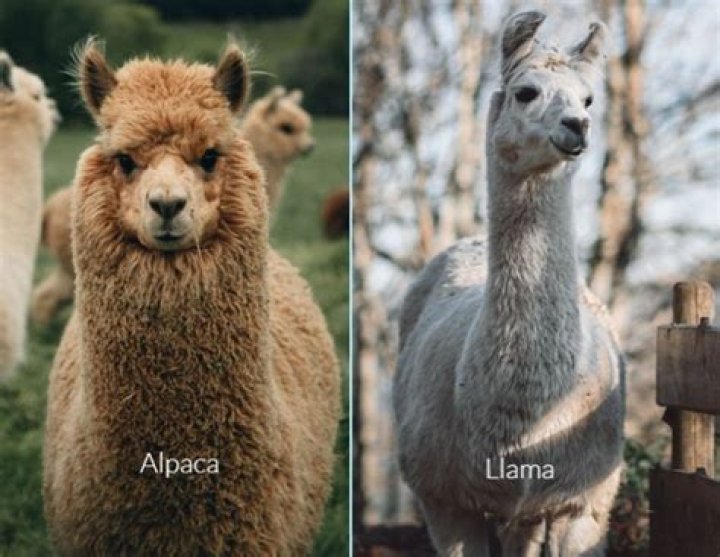 What is warmer alpaca or wool?