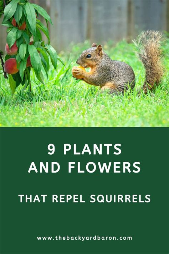 What keeps squirrels away from plants?