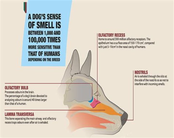 What kills a dog's sense of smell?