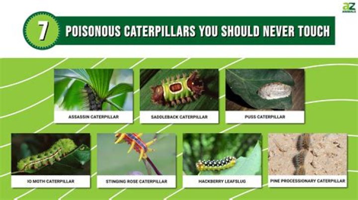 What kills caterpillars naturally?