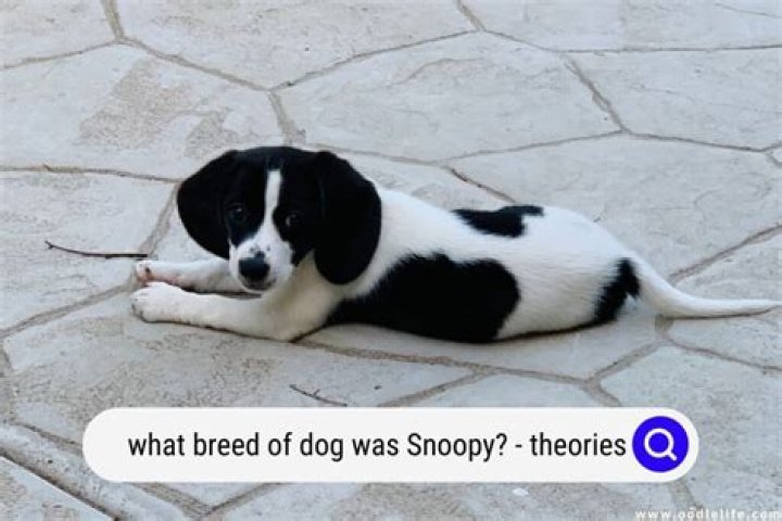 What kind of dog is peanut?