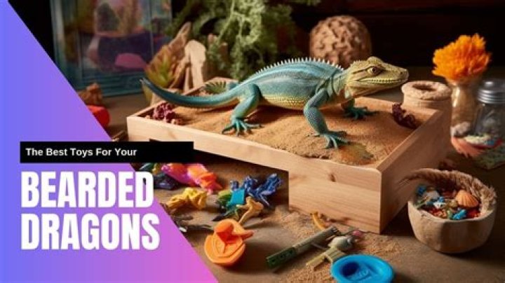 What kind of toys do bearded dragons like?