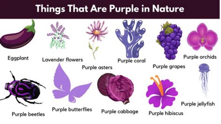 What liquid is purple in a car?