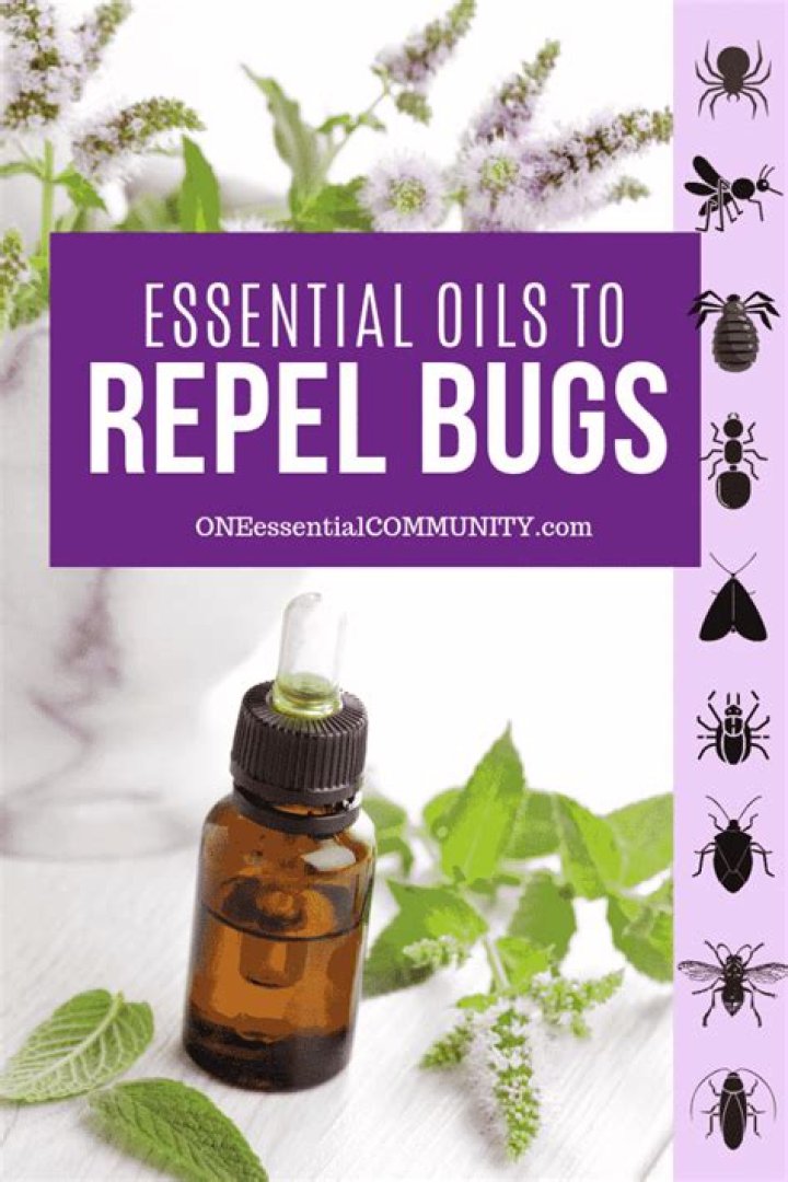 What lotion keeps bugs away?