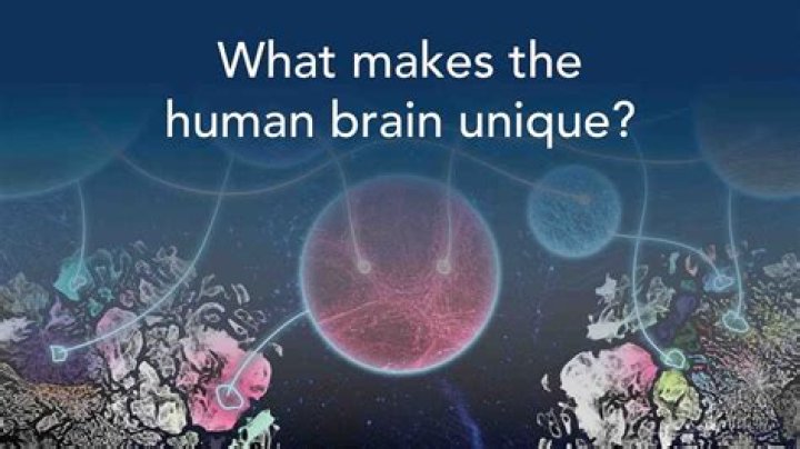 What makes a human a human?