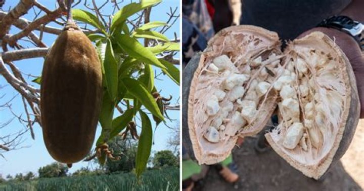 What part of baobab is edible?