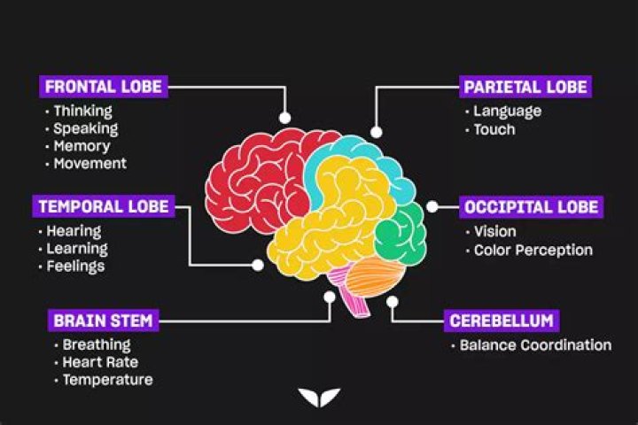 What part of the brain controls emotions and feelings?