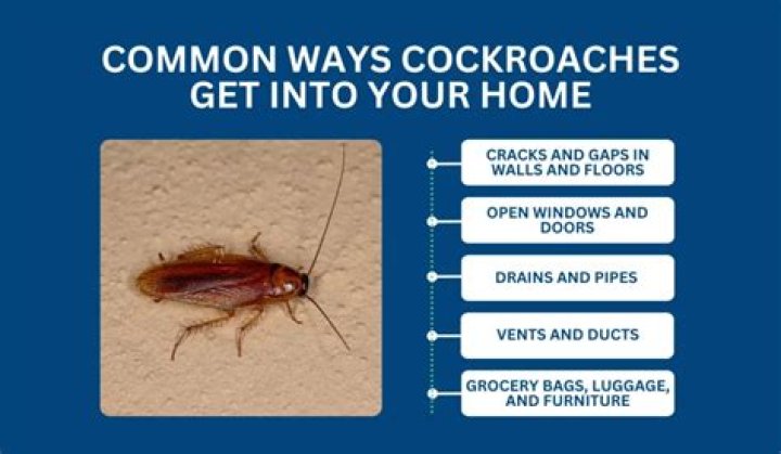What percent of homes have roaches?