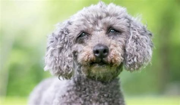What Poodle mix is best?