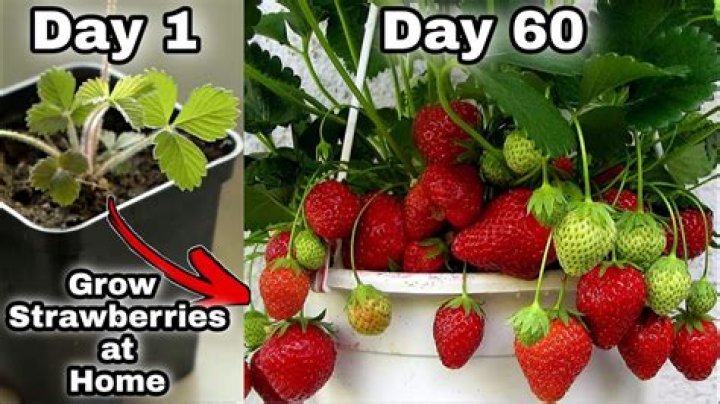 What problems do strawberries have?