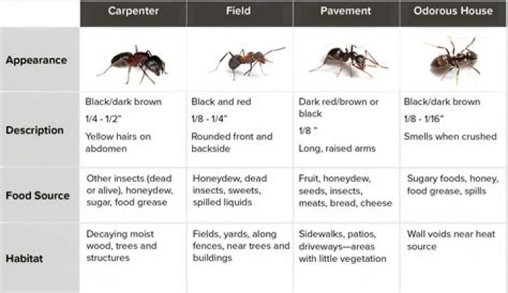 What red ants mean?