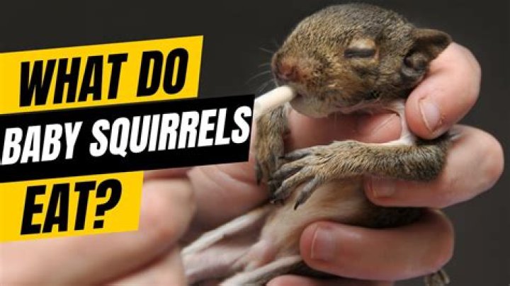 What should I feed my pet squirrel?