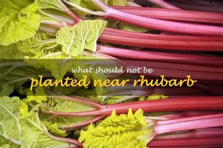 What should not be planted near rhubarb?