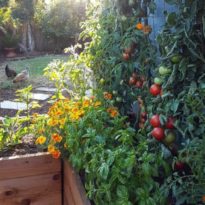 What should not be planted with tomatoes?