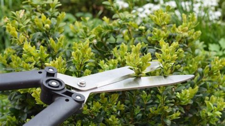 What shrubs should not be pruned?
