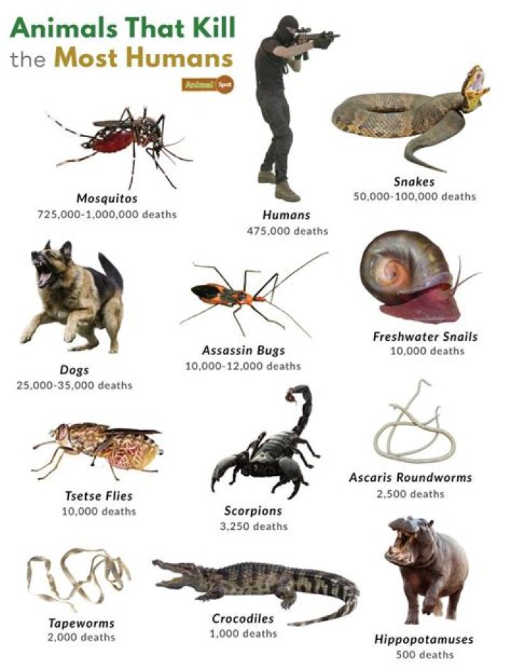 What snake kills the most humans each year?