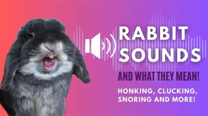 What sounds do rabbits make when happy?
