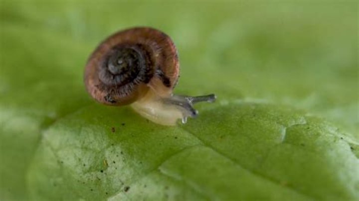 What time are snails most active?