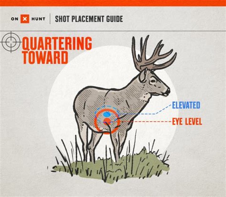 What time of day is it most likely to hit a deer?
