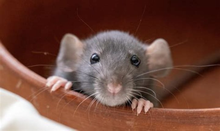 What time of year do rats have babies?