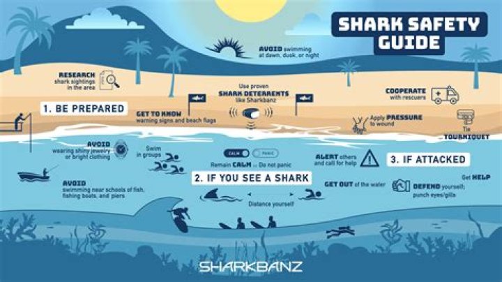 What to do if a shark is near your kayak?