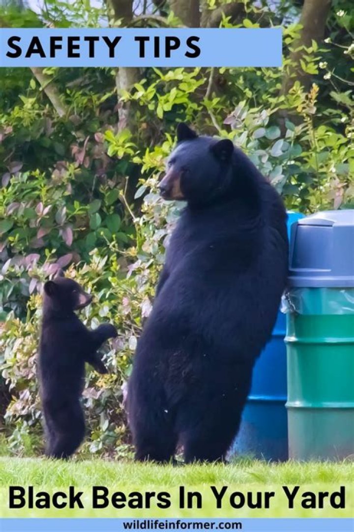 What to do if you see a black bear in your yard?