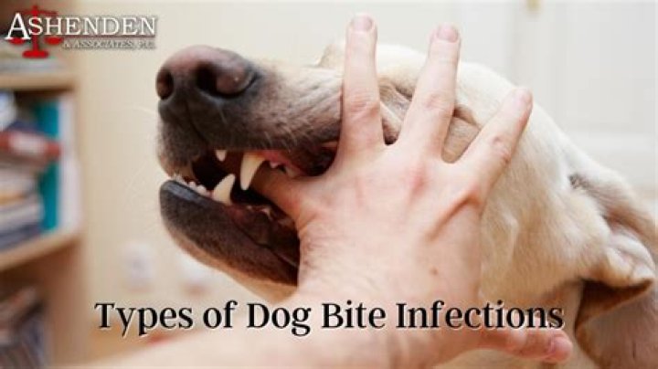 What to do with dogs that bite their owners?