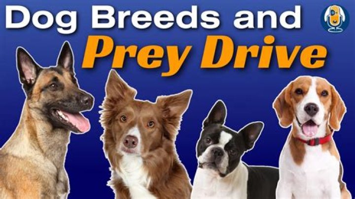 What triggers prey drive in dogs?
