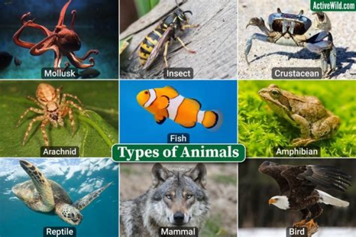What type of animal is a Bloop?