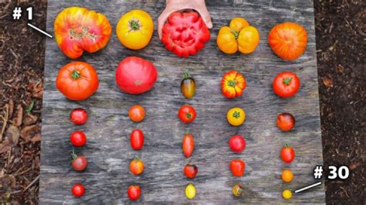 What variety of tomato is best?