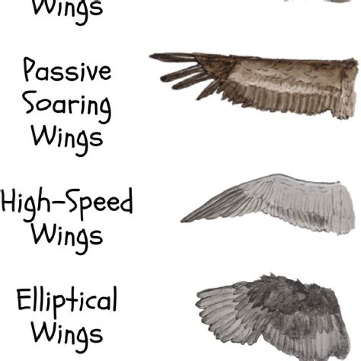 When birds focus their eyes on two different things?
